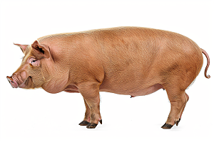 猪哺乳动物养猪摄影图