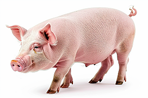 猪哺乳动物乡村摄影图