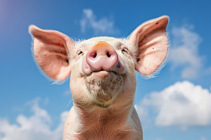 猪动物农村摄影图