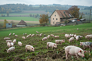 猪农场动物摄影图